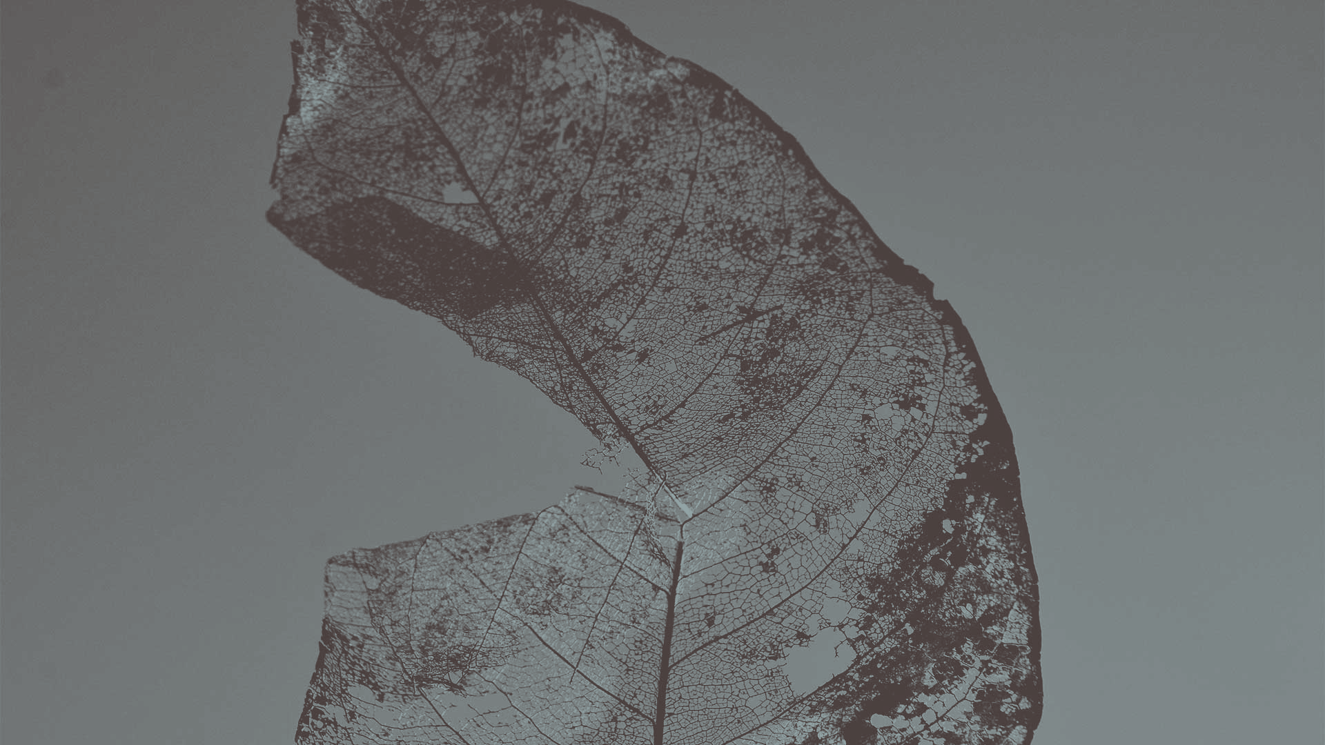 Section-BGs-dry-leaf-15c.png